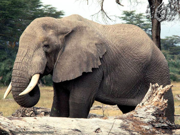 Ba voi hiếm bị giết ở Indonesia