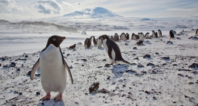 Băng trôi khổng lồ giết chết 150.000 chim cánh cụt