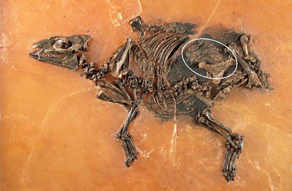 Bào thai còn nguyên vẹn trong hóa thạch ngựa 48 triệu năm