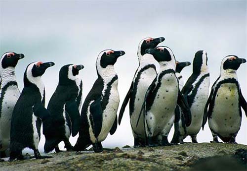 Bảo tồn gen chim cánh cụt Nam Phi