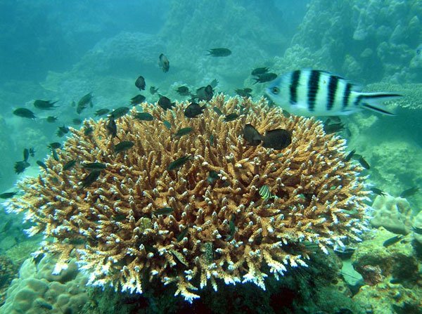 Bảo vệ cấp bách hệ sinh thái rạn san hô ở Phú Quốc