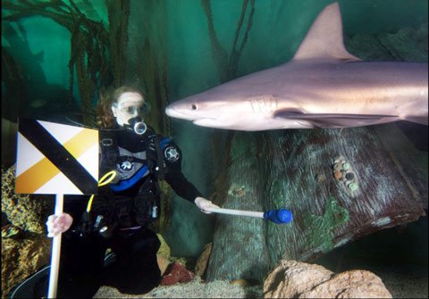 Bắt cá mập phải 'khúm núm' trước con người