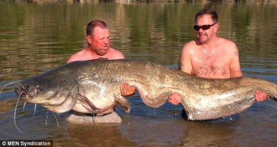 Bắt được cá da trơn khổng lồ nặng gần 84kg