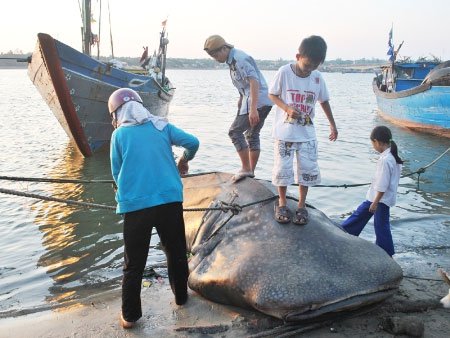 Bắt được cá lạ nặng hơn một tấn