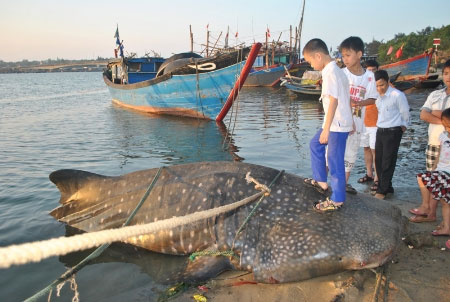 Bắt được cá lạ nặng hơn một tấn