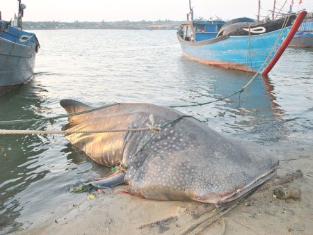 Bắt được cá lạ nặng hơn một tấn