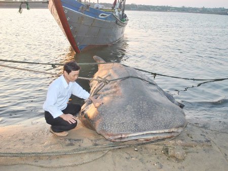 Bắt được cá lạ nặng hơn một tấn