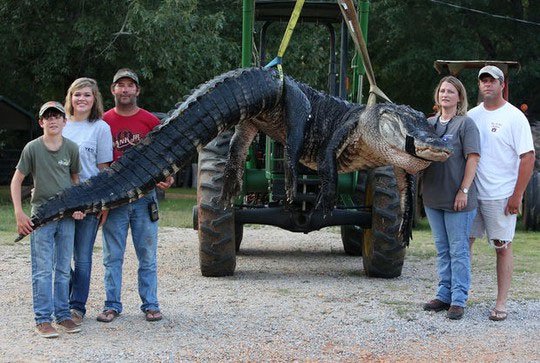 Bắt được cá sấu khổng lồ 450kg tại Mỹ