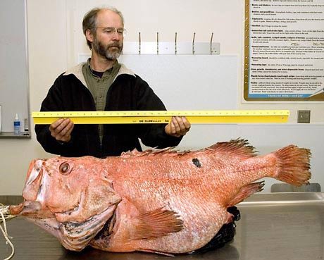 Bắt được con cá Đá khổng lồ trên 100 tuổi