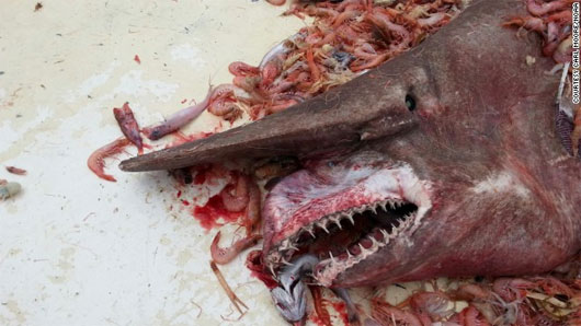 Bắt được con cá mập yêu tinh cực hiếm ở bờ biển Florida