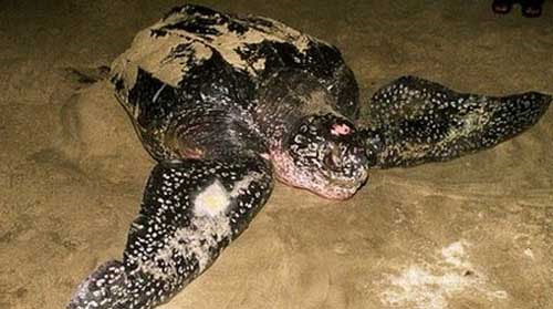 Bắt được rùa lạ, nghi là loài rùa biển cực kỳ quý hiếm