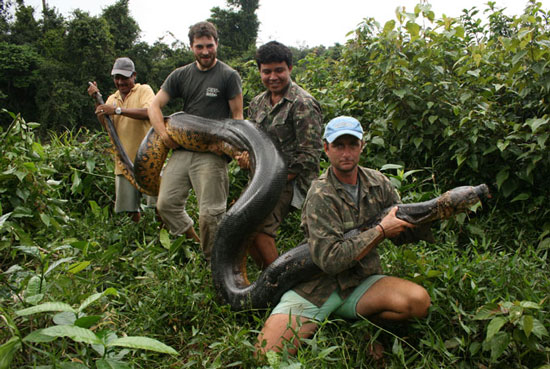 Bắt được trăn khổng lồ nặng 100kg