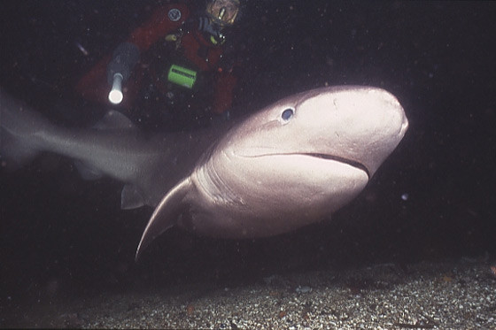 Bắt gặp cá mập 6 mang có nguồn gốc trước thời khủng long