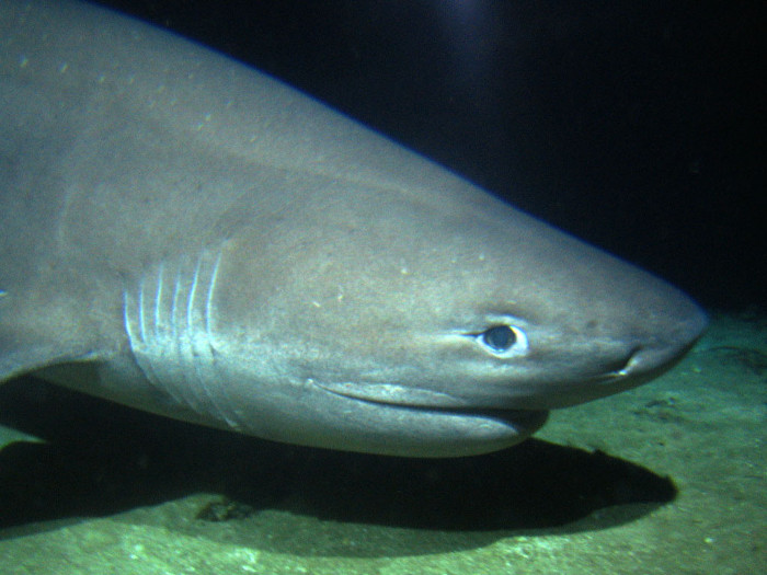 Bắt gặp cá mập 6 mang có nguồn gốc trước thời khủng long