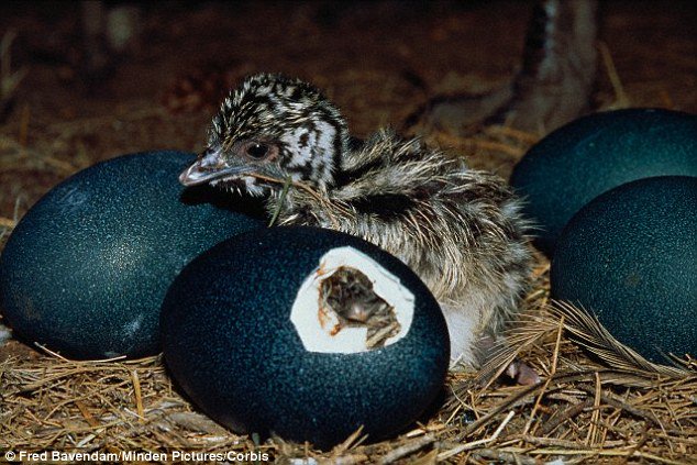 Bất ngờ với những quả trứng có màu sắc rực rỡ để ngụy trang của khủng long
