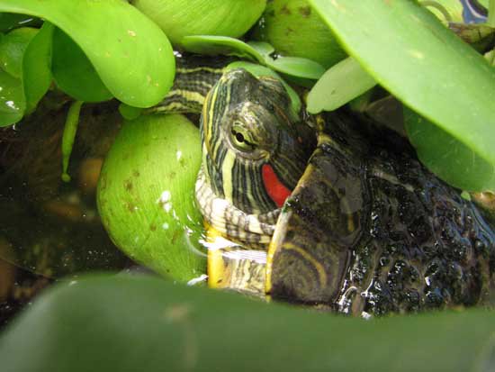 Bắt rùa tai đỏ Hồ Gươm vào tháng 3