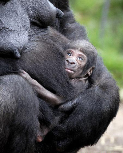 Bé khỉ đột trong vòng tay người mẹ