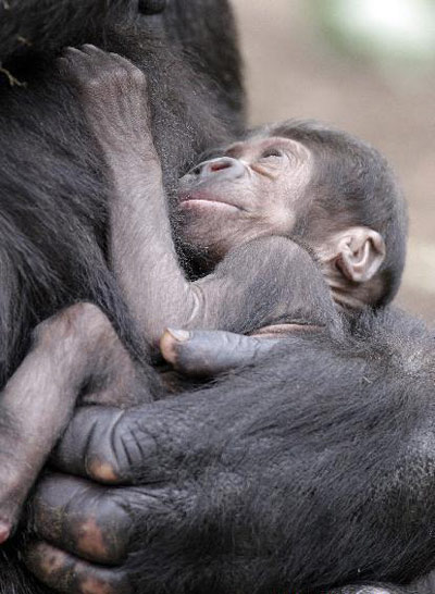 Bé khỉ đột trong vòng tay người mẹ