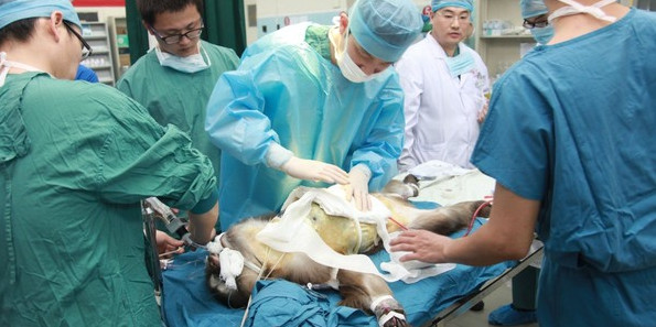 Bên trong nhà máy nhân bản chó tại Hàn Quốc