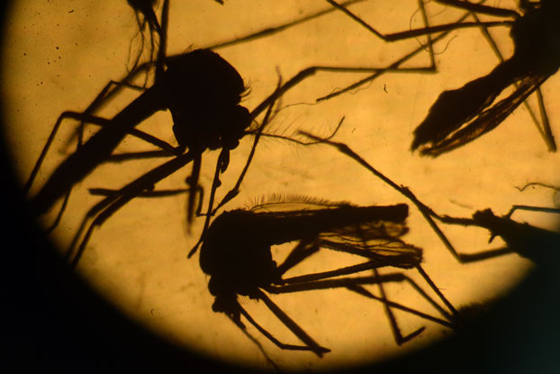 Bệnh nhân Zika thứ 4 ở Việt Nam là một người Đức