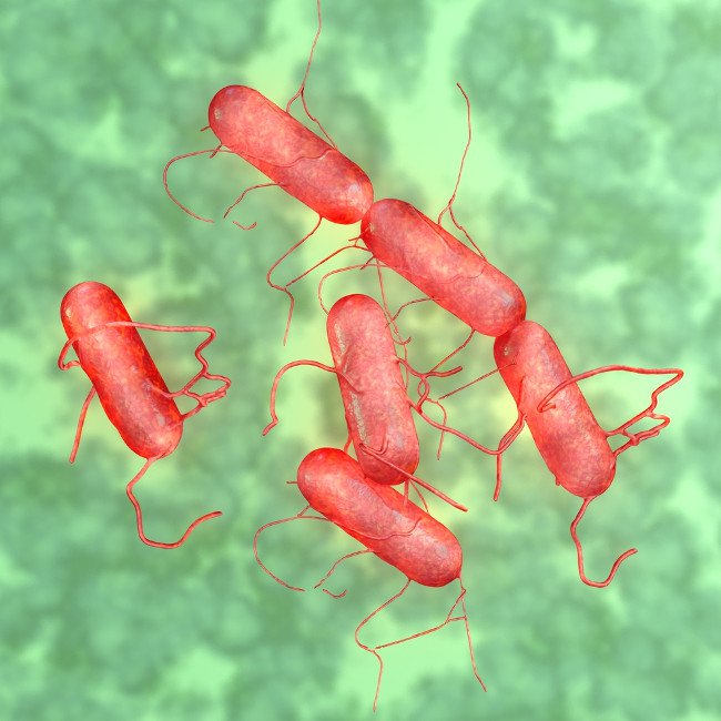 Bệnh nhiễm khuẩn salmonella là gì?