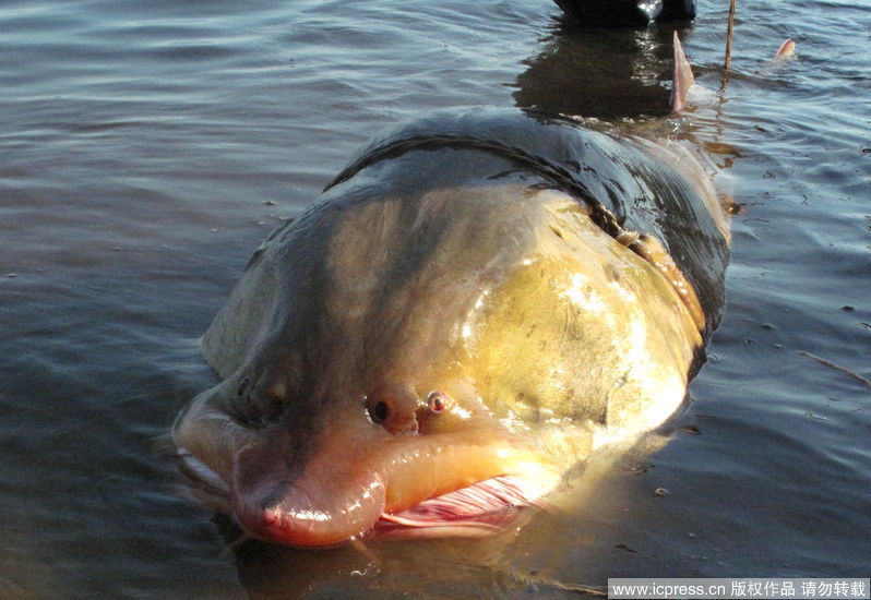 Bí ẩn loài cá tầm khổng lồ, nặng cả tấn