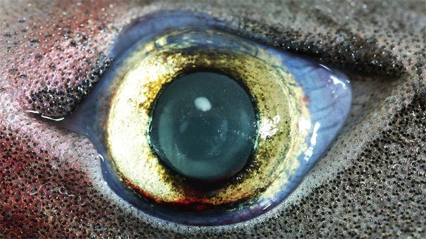 Bí mật của mắt cá mập