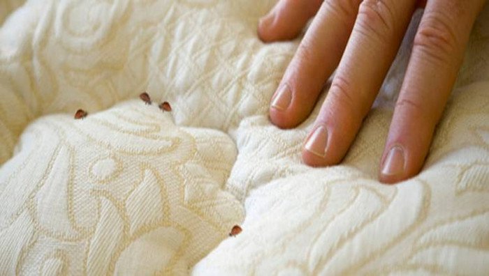 Bí quyết tiêu diệt rệp giường không dùng hóa chất