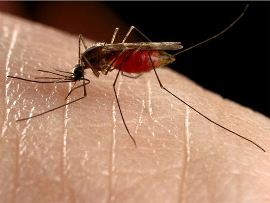 Biến đổi gene để muỗi không ngửi được mùi người