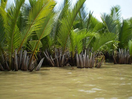 Biến đổi khí hậu tàn phá Mũi Cà Mau