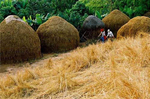 Biến rơm thành... nhiên liệu