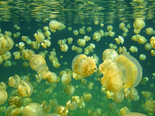 Biển trong tương lai sẽ thành thế giới loài sứa