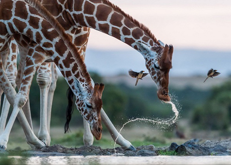 Bộ ảnh động vật hoang dã ấn tượng tham dự cuộc thi National Geographic 2015