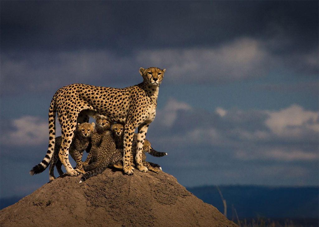 Bộ ảnh động vật hoang dã ấn tượng tham dự cuộc thi National Geographic 2015