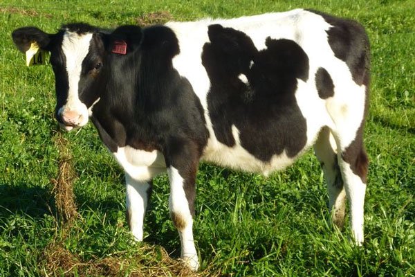 Bò biến đổi gene tạo sữa an toàn hơn