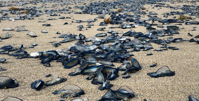 Bờ biển Mỹ nhuộm xanh vì xuất hiện hàng ngàn con sứa