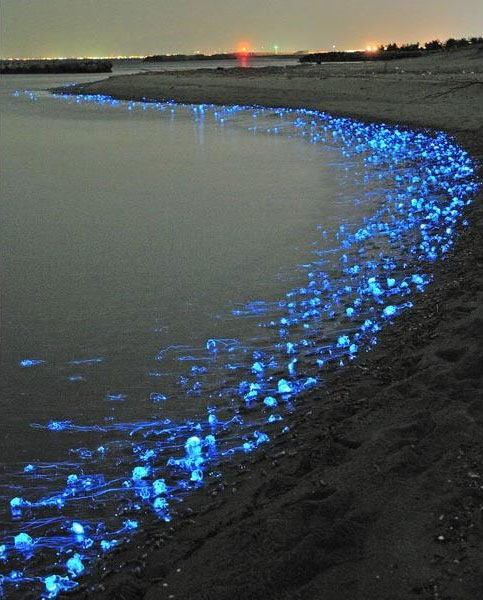 Bờ biển Nhật lấp lánh trong đêm