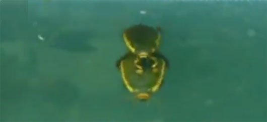 Bọ cánh cứng yêu dưới nước thế nào?
