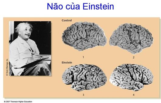 Bộ não của các thiên tài hoạt động như thế nào? (1)
