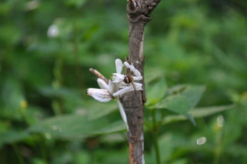 Bọ ngựa săn mồi nhờ hình dáng giống hoa