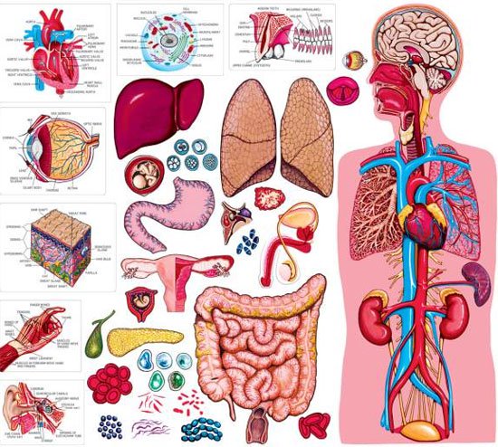 Bộ phận nào của cơ thể con người vô dụng nhất?