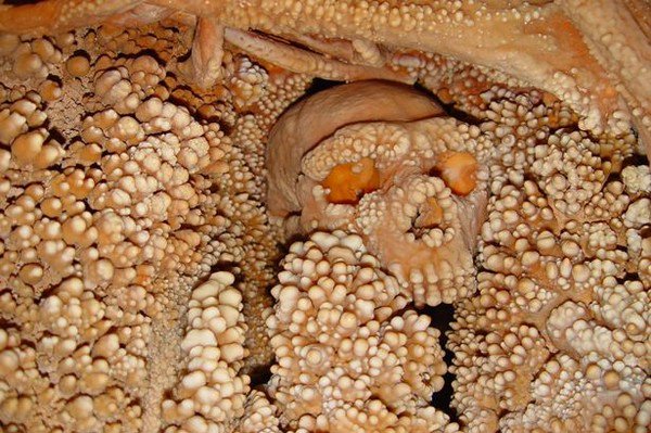 Bộ xương hóa thạch lâu đời tự mọc hàng nghìn chiếc răng