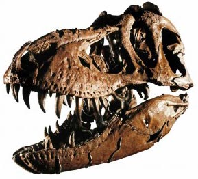 Bộ xương khủng long bạo chúa lớn nhất thế giới được bán đấu giá