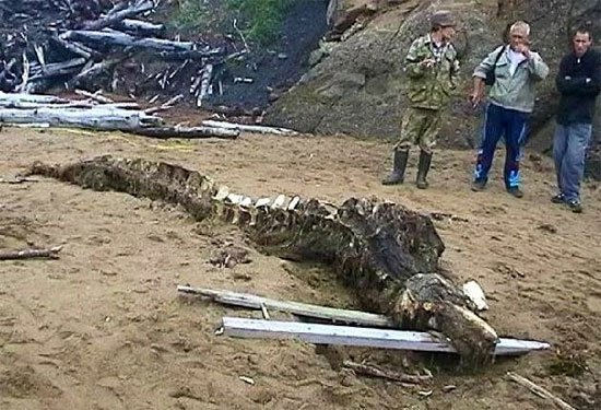 Bộ xương quái vật bí ẩn ở Nga
