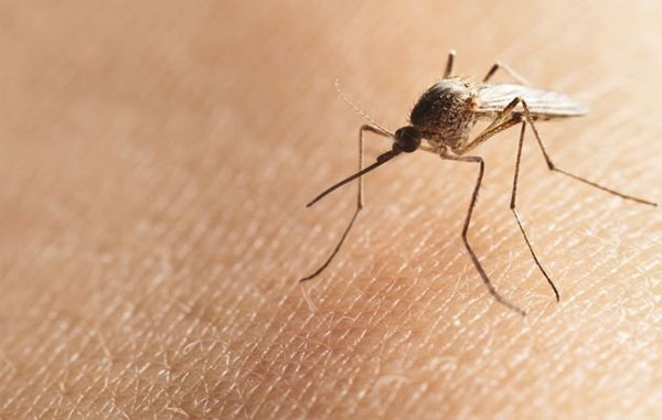Brazil thả muỗi kháng virus sốt xuất huyết