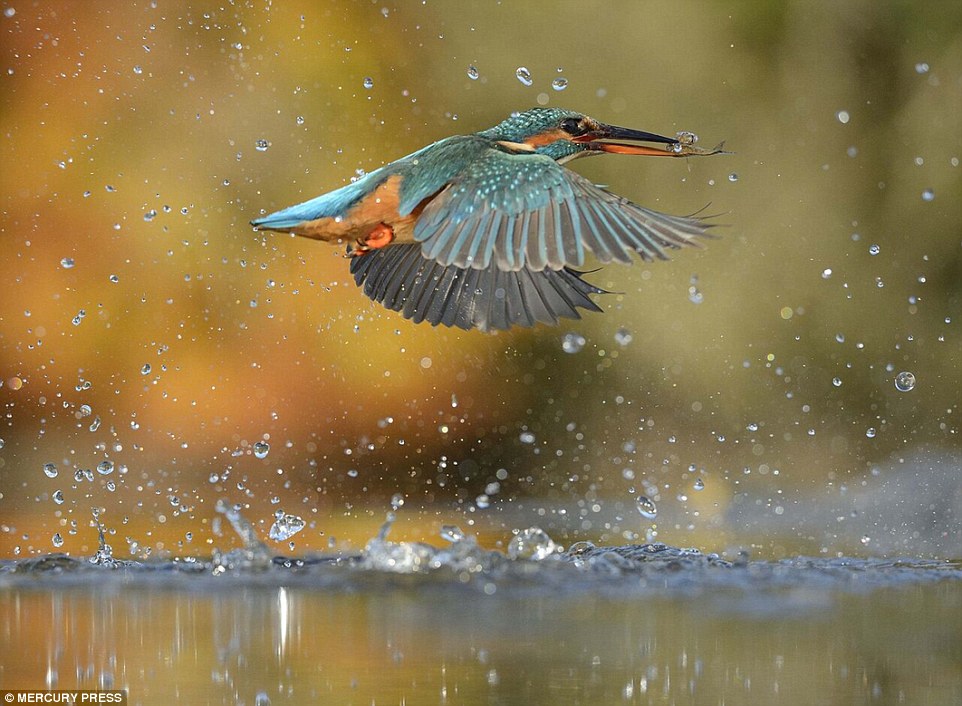 Bức ảnh chim bói cá tốn 4200 giờ trong 6 năm và 720000 bức ảnh để ghi lại