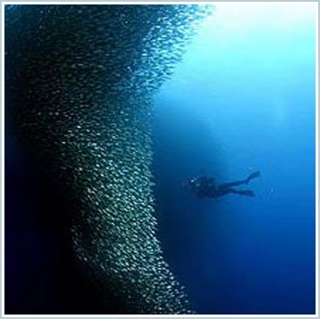 Bức tường cá khổng lồ dưới biển