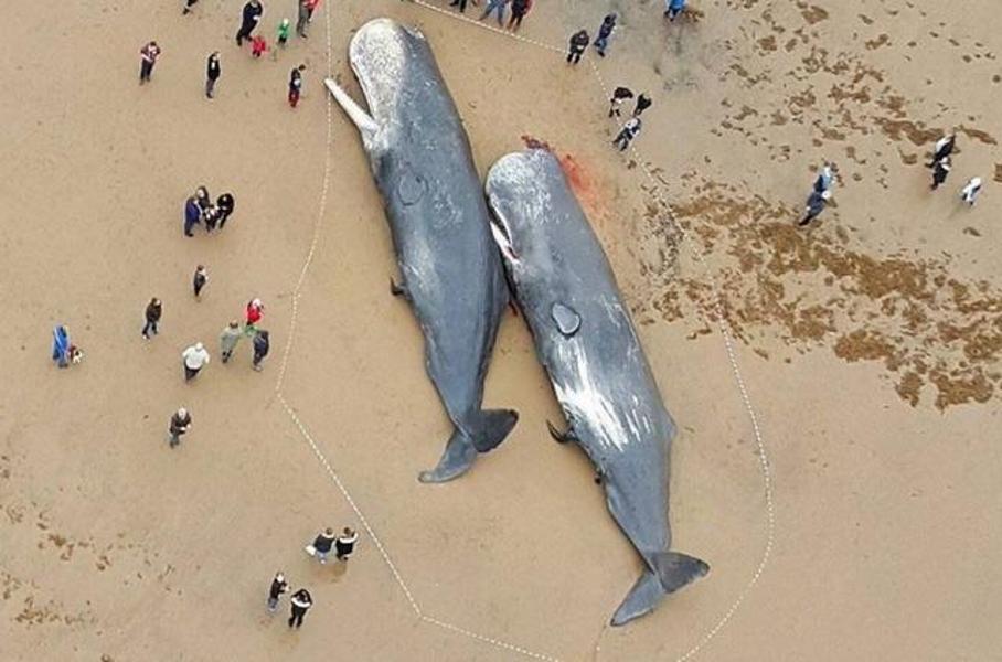 Bụng cá voi chết trên biển châu Âu chứa đầy rác