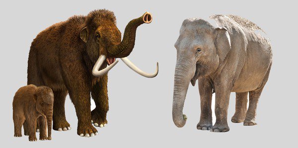 Bước tiến mới trong việc hồi sinh loài voi ma mút lông dài Woolly