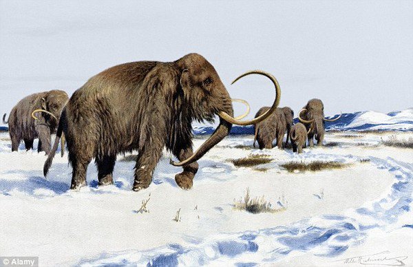 Bước tiến mới trong việc hồi sinh loài voi ma mút lông dài Woolly